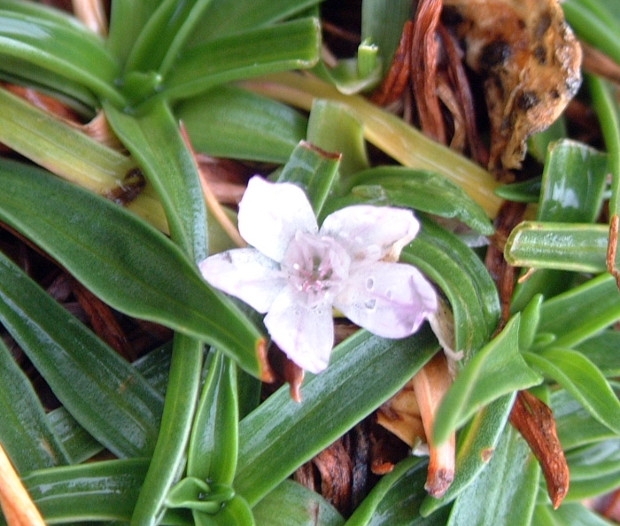 fiore  minuscolo